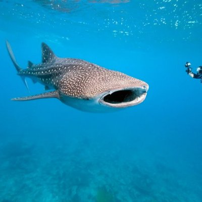 Only Place in the World - Whale Shark Diving - Placencia Belize